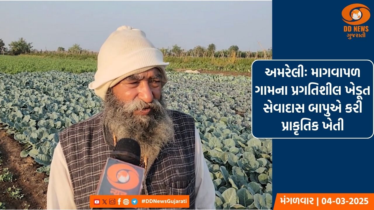અમરેલીના માગવાપળ ગામના પ્રગતિશીલ ખેડૂત સેવાદાસ બાપુએ કરી પ્રાકૃતિક ખેતી