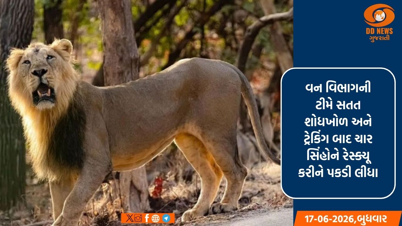 ચાર સિંહો પકડાતા લોકોમાં રાહત, વન વિભાગે  પણ આપ્યુ માર્ગદર્શન