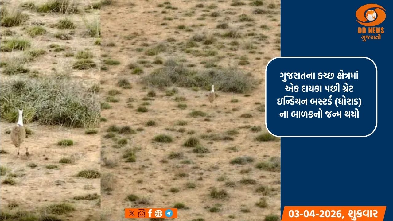 એક દાયકા પછી કચ્છમાં ઘોરાડનો જન્મ :ઓપરેશન એગ ટ્રાન્સફર દ્વારા ઐતિહાસિક સફળતા