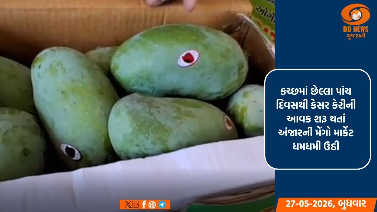 કચ્છમાં કેસર કેરીની મૌસમ જામી: અંજાર મેંગો માર્કેટમાં દૈનિક 40 હજાર બોક્સની આવક