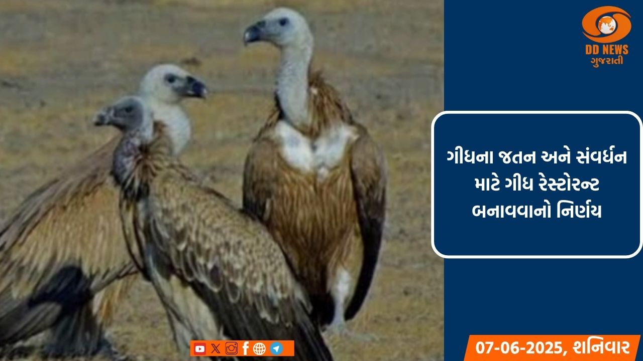 ગીધના જતન અને સંવર્ધન માટે ગીધ રેસ્ટોરન્ટ બનાવવાનો નિર્ણય