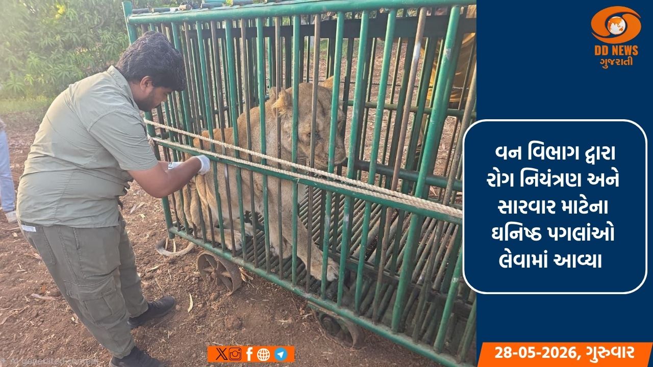 ગીરના સિંહોની સુરક્ષા માટે વન વિભાગની કવાયત: વેક્સિનેશન અને ડી-ટીકીંગની કામગીરી સઘન