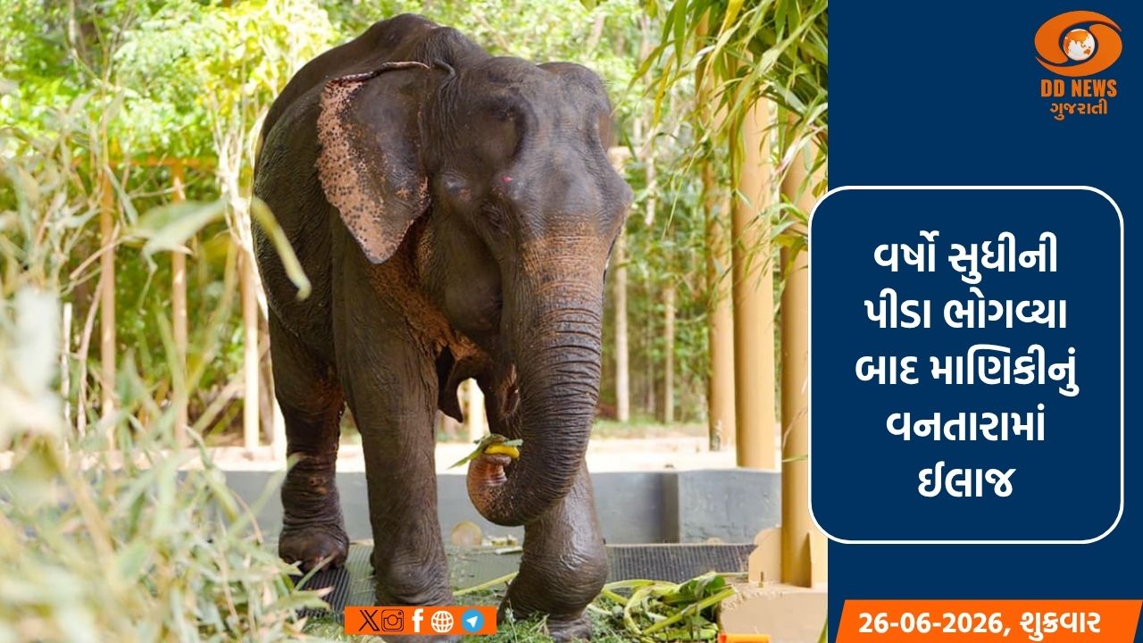   વર્ષો સુધીની પીડા ભોગવ્યા બાદ માણિકીનું વનતારામાં ઈલાજ, સંભાળ અને સાર્વત્રિક સુખાકારીપૂર્ણ જીવન માટે આગમન