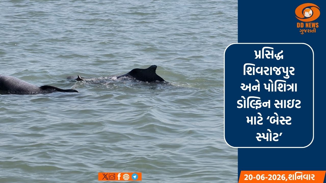 ગુજરાતના દરિયાકિનારે ડોલ્ફિનનો : 2025ની ગણતરીમાં 680થી વધુ ડોલ્ફિન નોંધાઈ