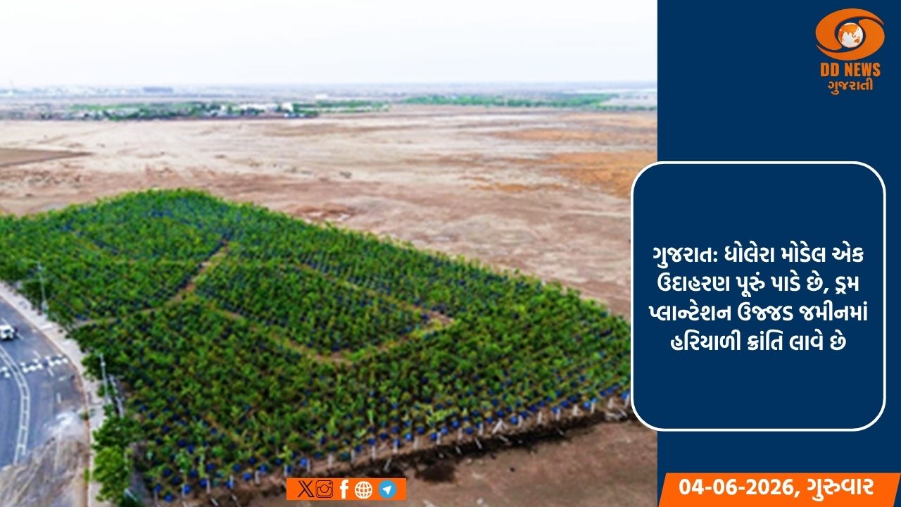ગુજરાત: ધોલેરા મોડેલ એક ઉદાહરણ પૂરું પાડે છે, ડ્રમ પ્લાન્ટેશન ઉજ્જડ જમીનમાં હરિયાળી ક્રાંતિ લાવે છે