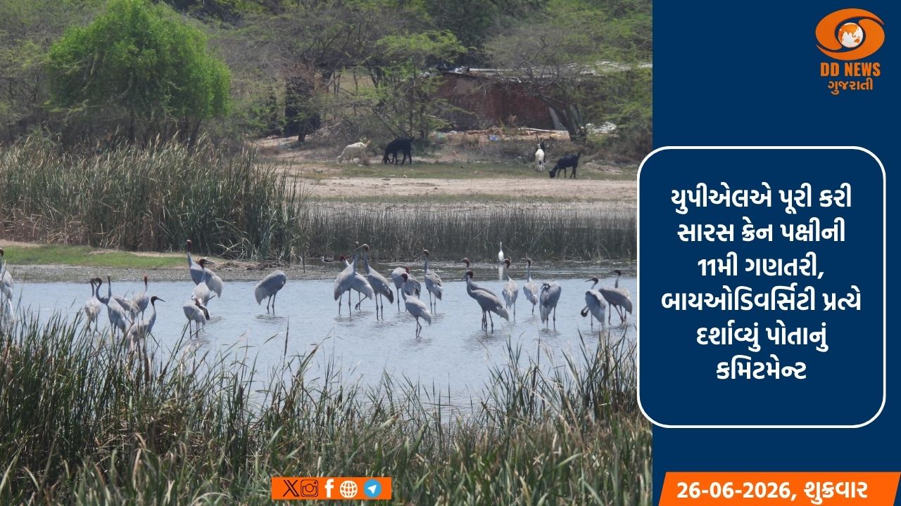 ગુજરાતમાં સારસ પક્ષીઓની વસતીમાં 215 ટકાનો વધારો