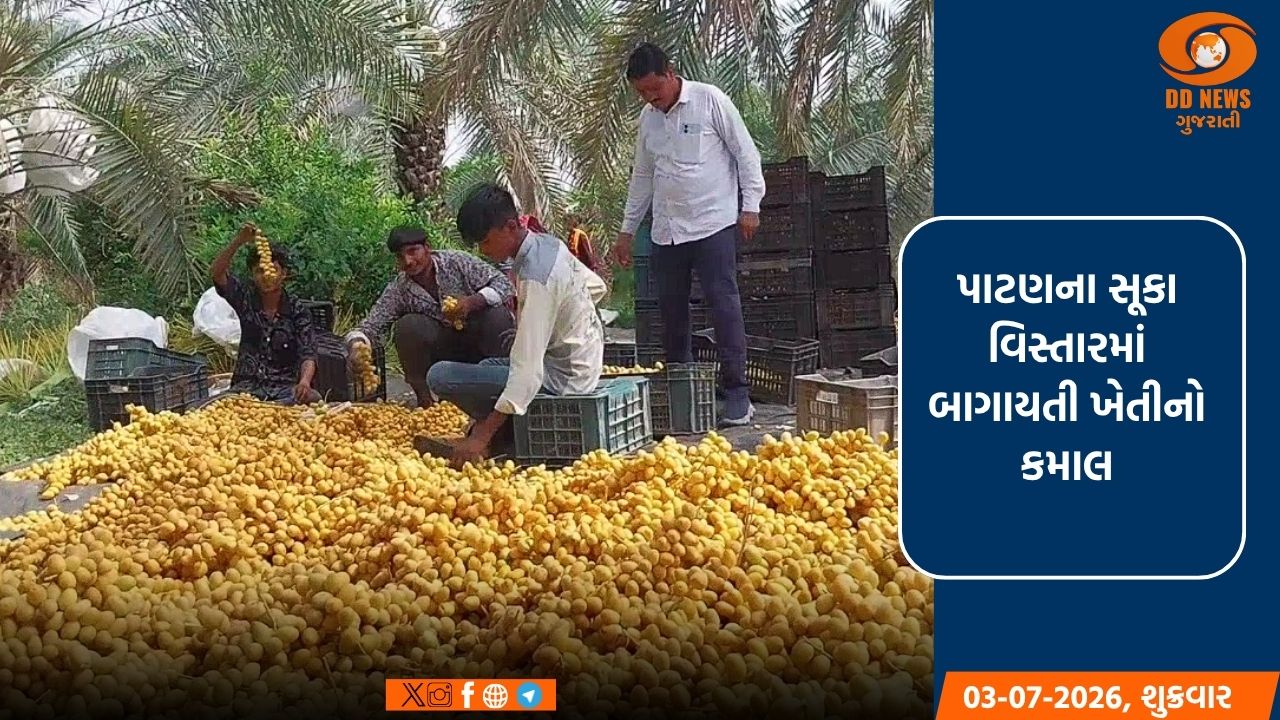પાટણના સૂકા વિસ્તારમાં બાગાયતી ખેતીનો કમાલ: ખારેક અને લીંબુની ખેતીથી ખેડૂતો બન્યા સમૃદ્ધ