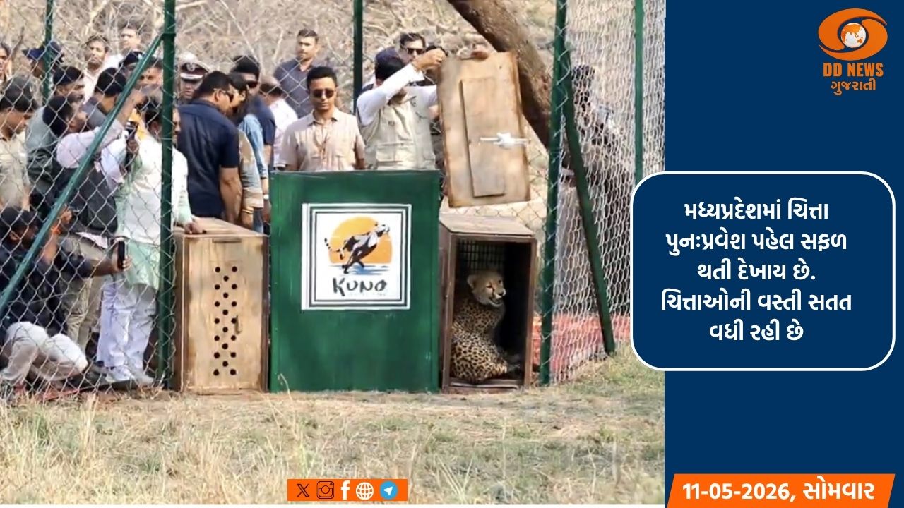 મધ્યપ્રદેશના કુનો રાષ્ટ્રીય ઉદ્યાનના ખુલ્લા જંગલમાં બે માદા ચિત્તા છોડવામાં આવ્યા