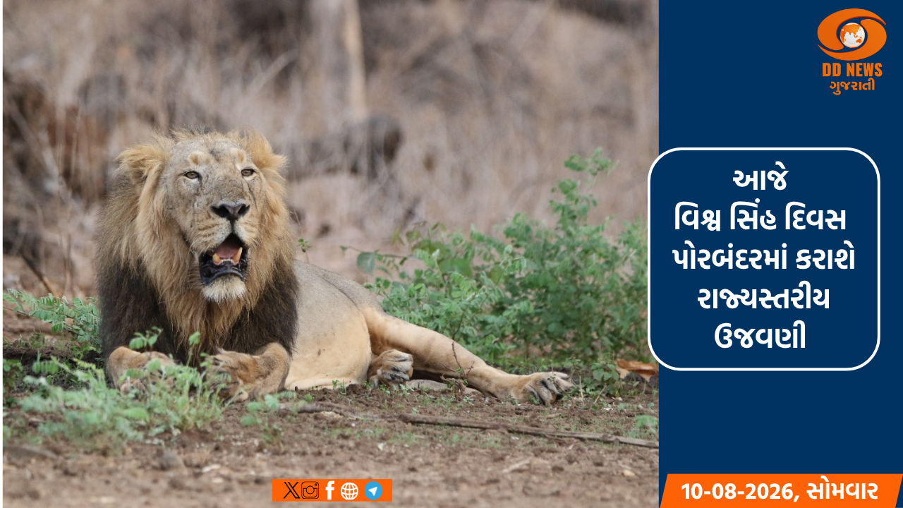 આજે વિશ્વ સિંહ દિવસ, પોરબંદરમાં કરાશે રાજ્યસ્તરીય ઉજવણી 