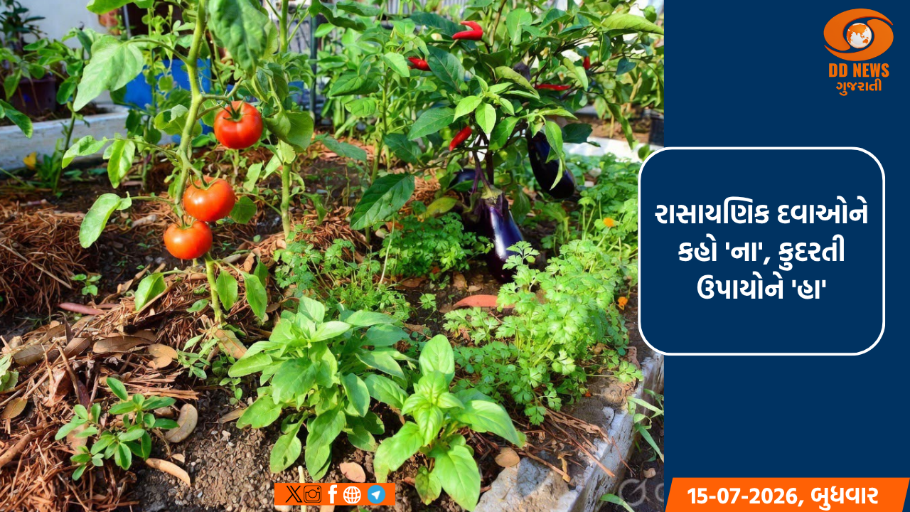 ઘરના આંગણે જ ઉગાડો ઝેરમુક્ત શાકભાજી, શું છે પ્રાકૃતિક કિચન ગાર્ડન?