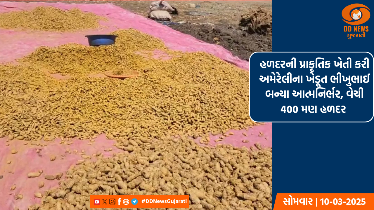 હળદરની પ્રાકૃતિક ખેતી કરી અમેરેલીના ખેડૂત ભીખુભાઈ બન્યા આત્મનિર્ભર, વેચી 400 મણ હળદર 