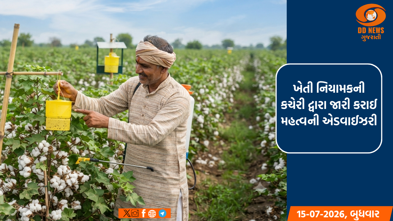 કપાસની ખેતીમાં બમ્પર ઉત્પાદન માટે વાવણી બાદ આ પગલાં લેવા ખેડૂતોને અનુરોધ