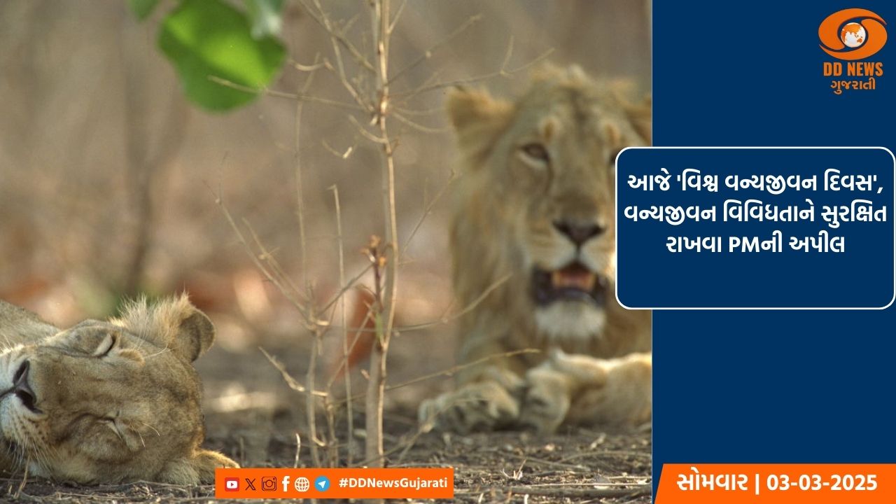કર્ણાટકમાં ચૂંટણી પ્રચાર ચરમસીમાએ, પ્રધાનમંત્રીએ કર્યું ચૂંટણી રેલીને સંબોધન