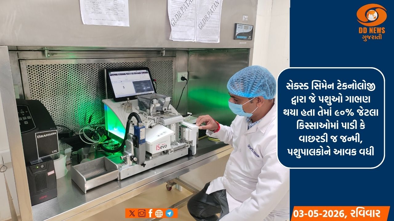 પાડા-વાછરડામાંથી પશુપાલકોનો છુટકારો: માત્ર વાછરડી આપતી સેક્સ્ડ સિમન ટેકનોલોજી પશુપાલકોએ અપનાવી