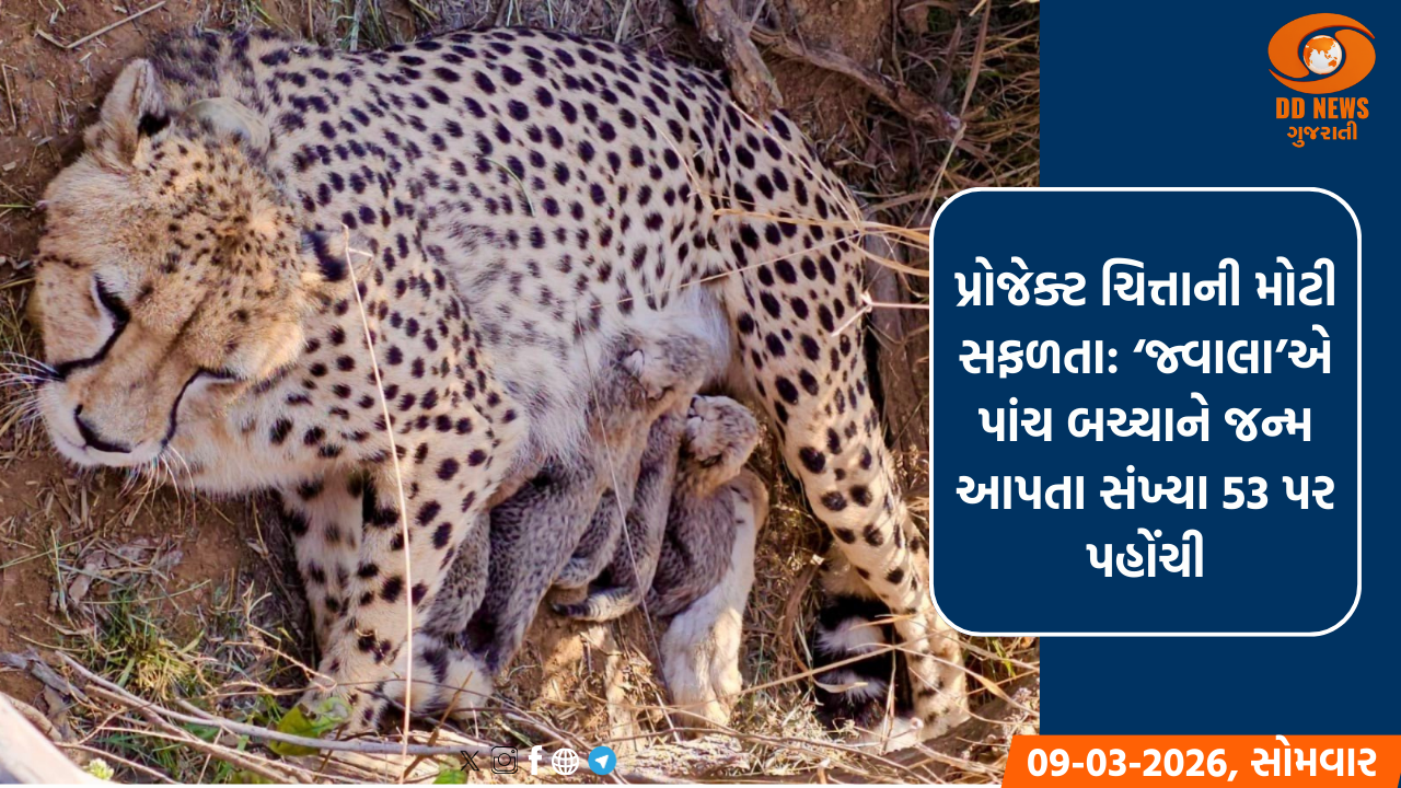 કુનો નેશનલ પાર્કમાં ‘જ્વાલા’એ ફરી આપ્યો બચ્ચાને જન્મ, ભારતમાં ચિત્તાઓની સંખ્યા વધીને 53 થઈ