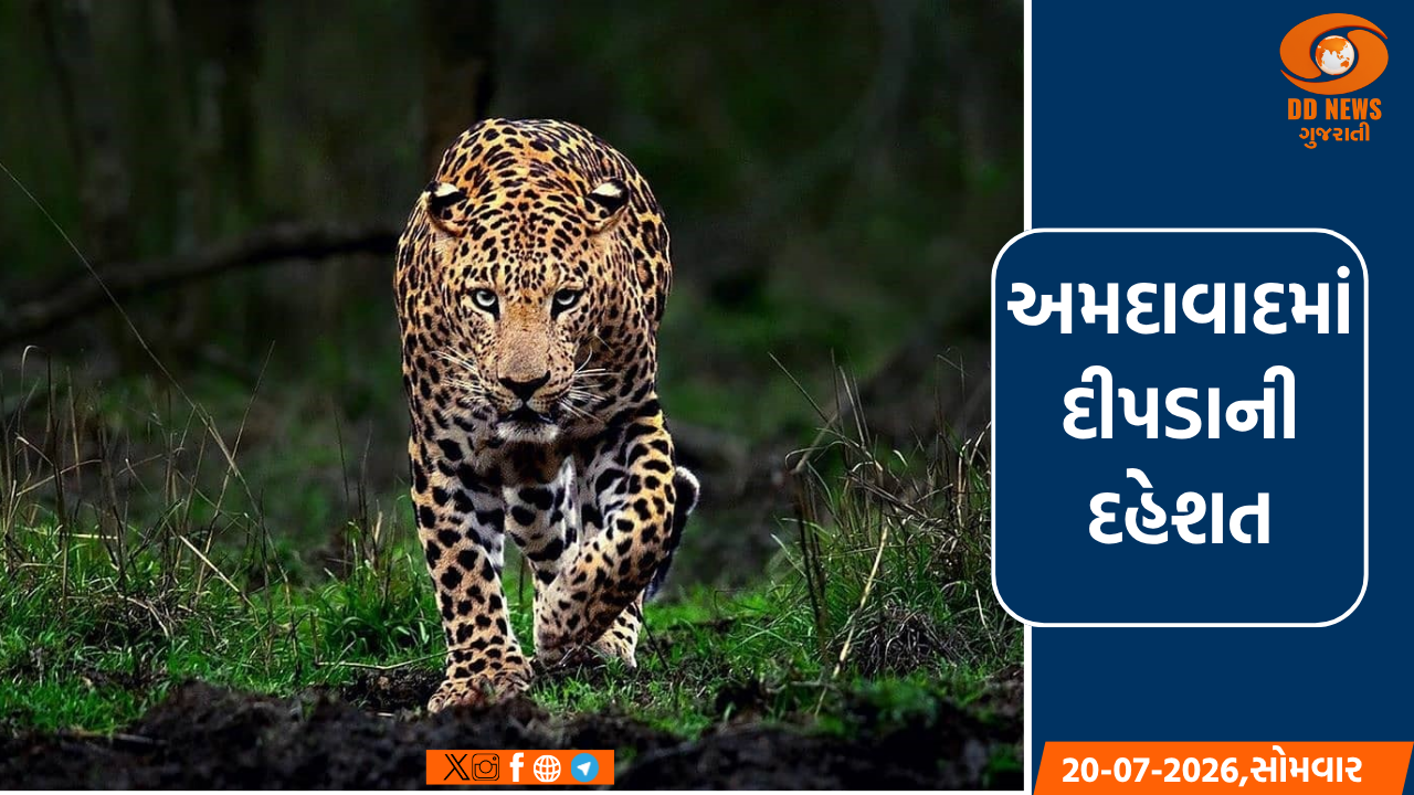અમદાવાદના બોપલ-ઘુમામાં દીપડો દેખાતા લોકોમાં દહેશત ફેલાઈ 