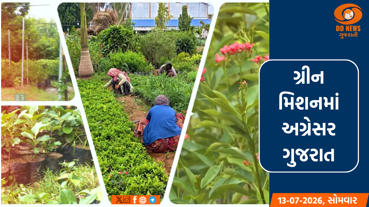ગ્રીન ગુજરાત માટે 11.80 કરોડ રોપાનું વિતરણ, 5.51 કરોડ વૃક્ષ વાવવાનો સરકારનો લક્ષ્યાંક