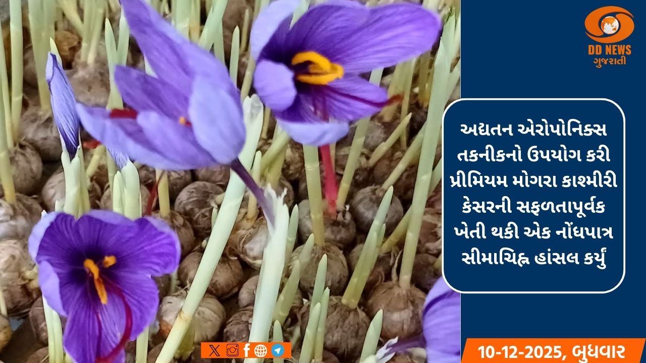 મહેસાણા ખેડૂત તાલીમ કેન્દ્રમાં કેસર મહોત્સવ 2023નું આયોજન કરાયું 