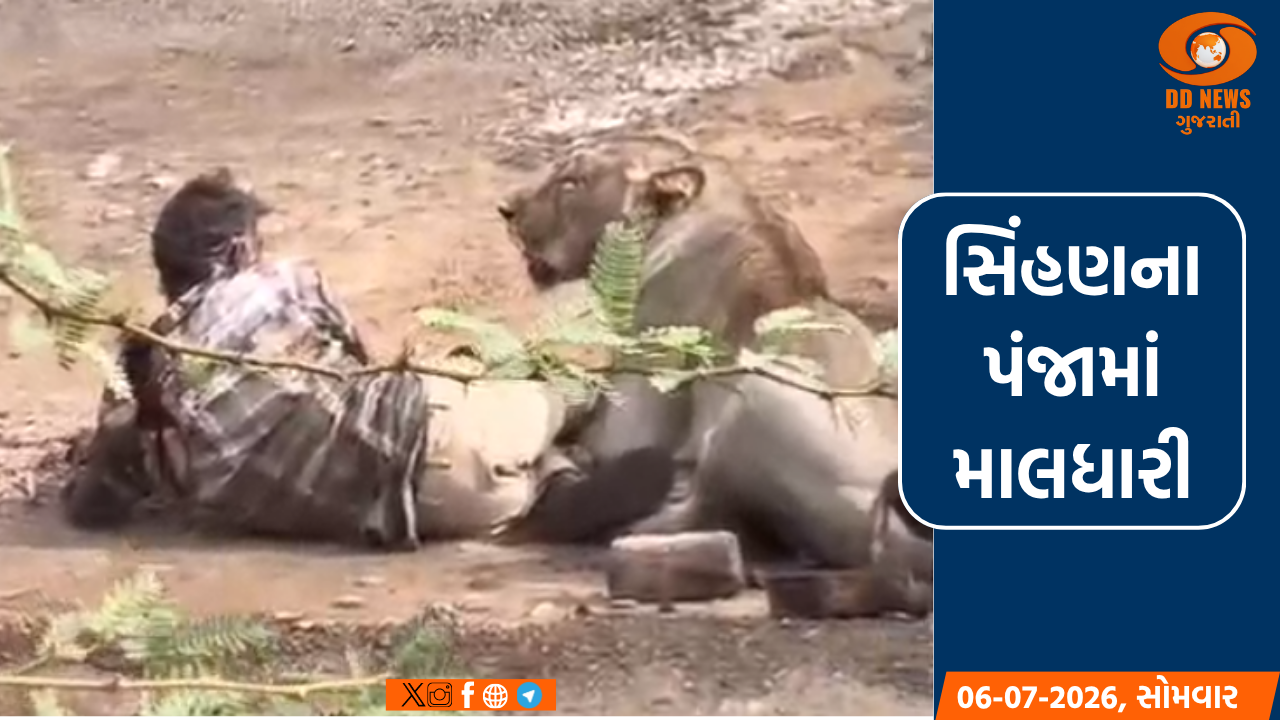 પાલિતાણામાં માલધારી પર સિંહણનો હુમલો, મોતના પંજામાંથી જીવતો છુટ્યો