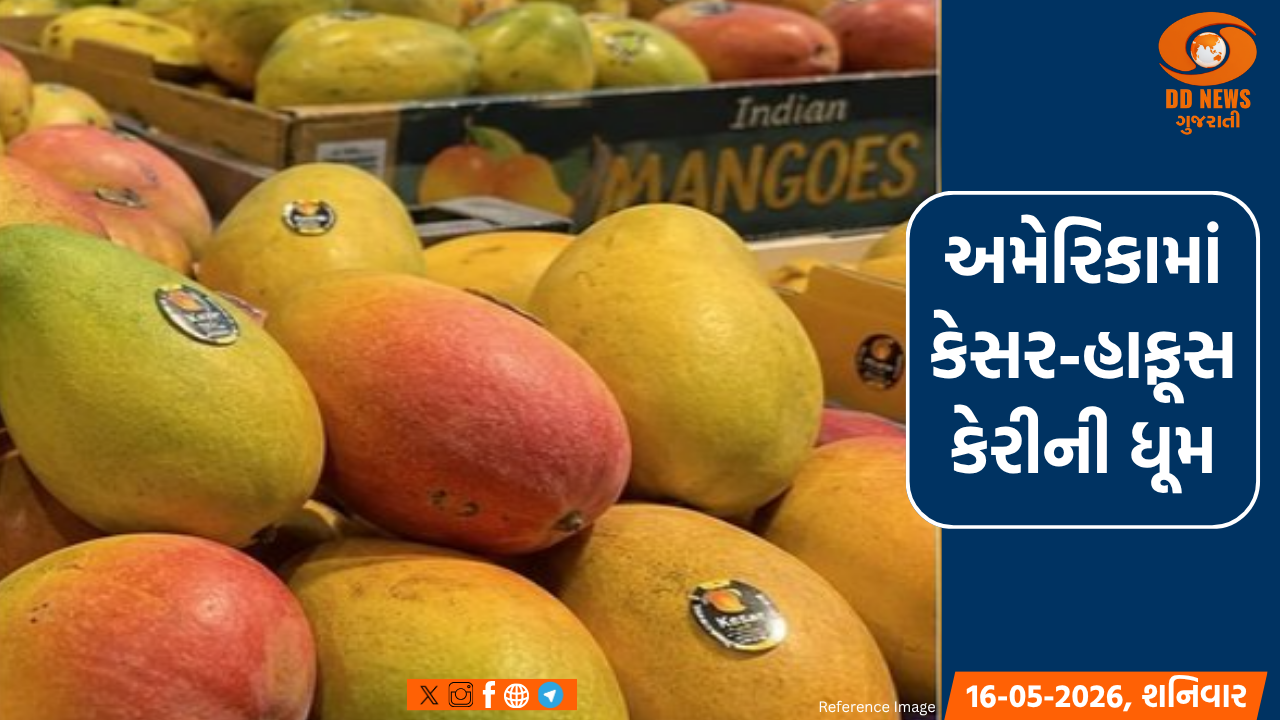 કેરીના રસિયા બન્યા અમેરિકનો, સિએટલના સ્ટોર્સમાં કેરી ખરીદવા લાઈનો લાગી