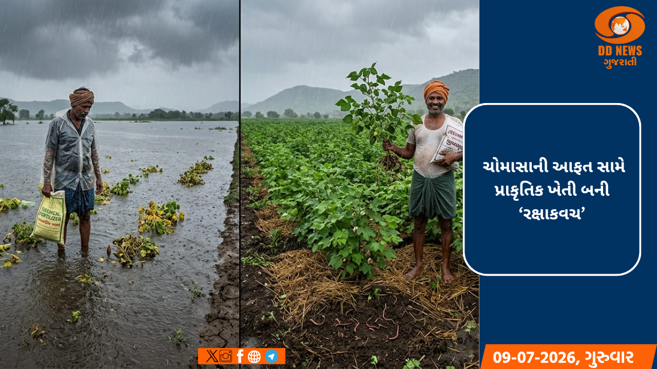  ચોમાસાની આફત સામે પ્રાકૃતિક ખેતી બની ‘રક્ષાકવચ’