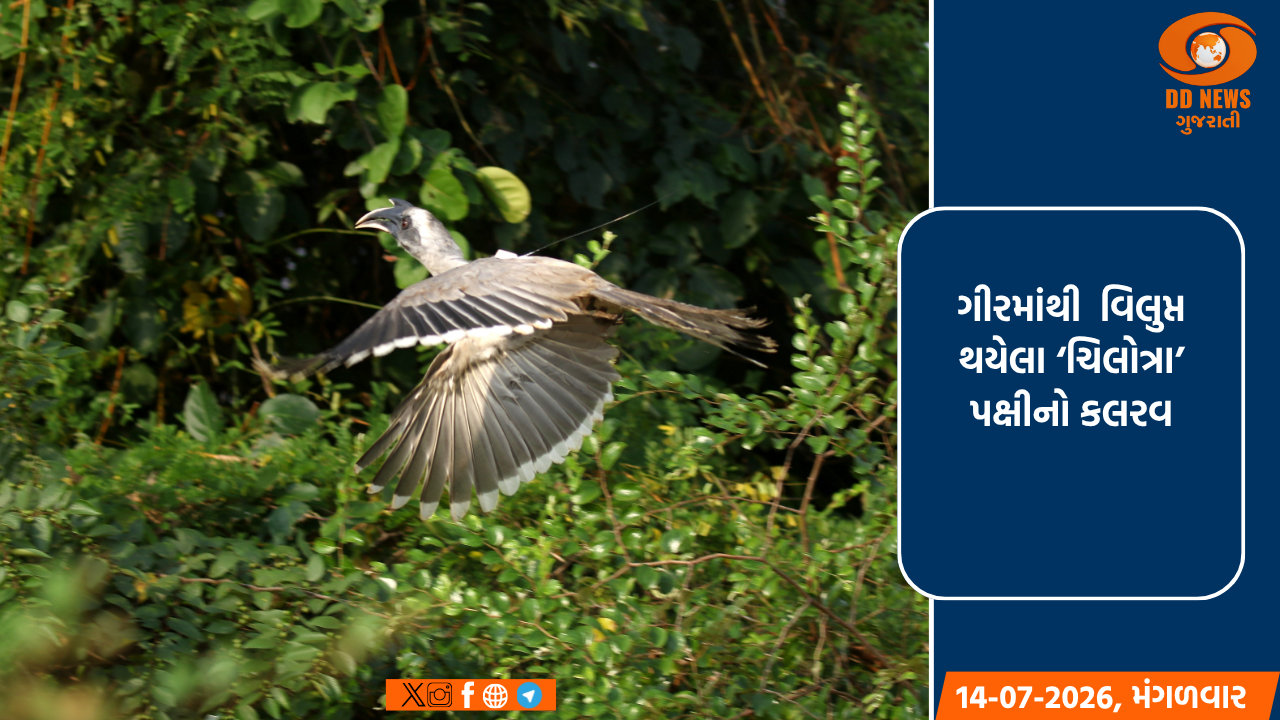 ગીરમાંથી  વિલુપ્ત થયેલા ‘ચિલોત્રા’ પક્ષીનો કલરવ: ગુજરાત વન વિભાગનો રિ-ઇન્ટ્રોડક્શન પ્રોજેક્ટ થયો સુપરહિટ