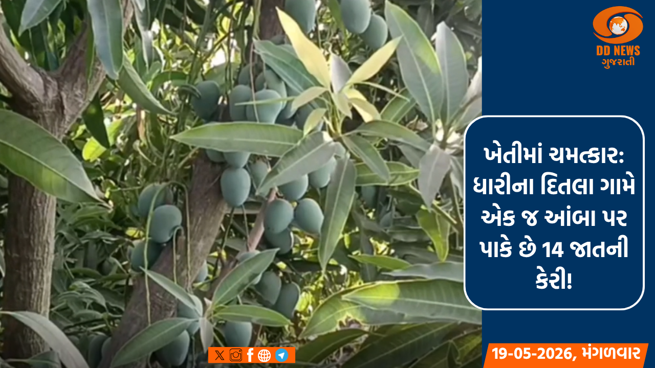 ખેતીમાં ચમત્કાર: ધારીના દિતલા ગામે એક જ આંબા પર પાકે છે 14 જાતની કેરી!