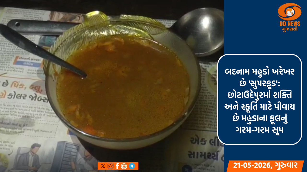 બદનામ મહુડો ખરેખર છે 'સુપરફૂડ': છોટાઉદેપુરમાં શક્તિ અને સ્ફૂર્તિ માટે પીવાય છે મહુડાના ફૂલનું ગરમ-ગરમ સૂપ