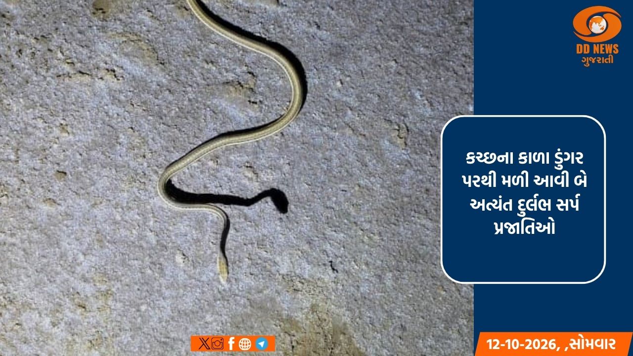 કચ્છના કાળા ડુંગર પરથી મળી આવી બે અત્યંત દુર્લભ સર્પ પ્રજાતિઓ