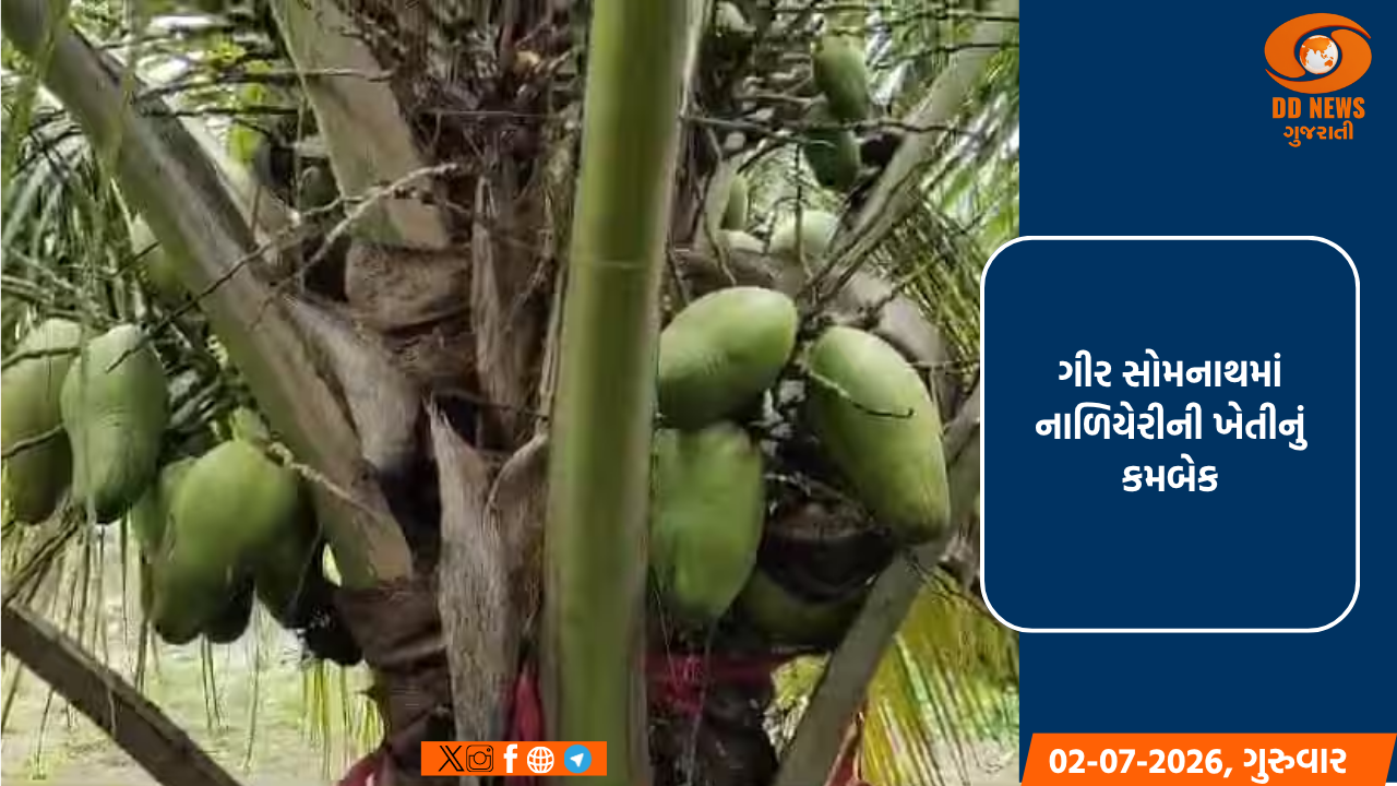 ગીર સોમનાથમાં નાળિયેરીની ખેતીનું કમબેક: સફેદ માખીના પ્રકોપ બાદ ખેડૂતો ફરી વળ્યા કલ્પવૃક્ષ તરફ