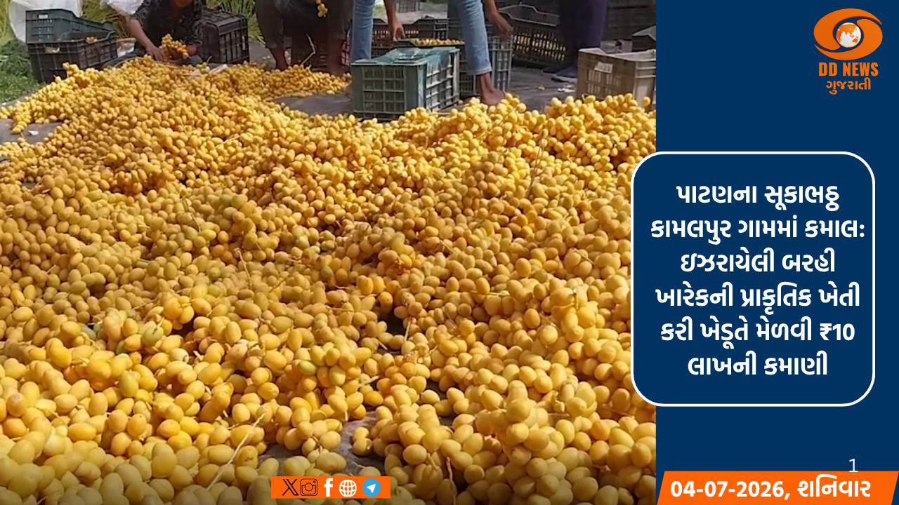 પાટણના સૂકાભઠ્ઠ કામલપુર ગામમાં કમાલ: ઇઝરાયેલી બરહી ખારેકની પ્રાકૃતિક ખેતી કરી ખેડૂતે મેળવી 10 લાખ રૂ.ની કમાણી