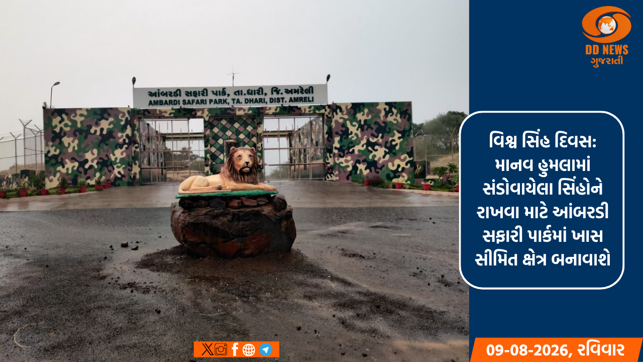 વિશ્વ સિંહ દિવસ: માનવ હુમલામાં સંડોવાયેલા સિંહોને રાખવા માટે આંબરડી સફારી પાર્કમાં ખાસ સીમિત ક્ષેત્ર બનાવાશે