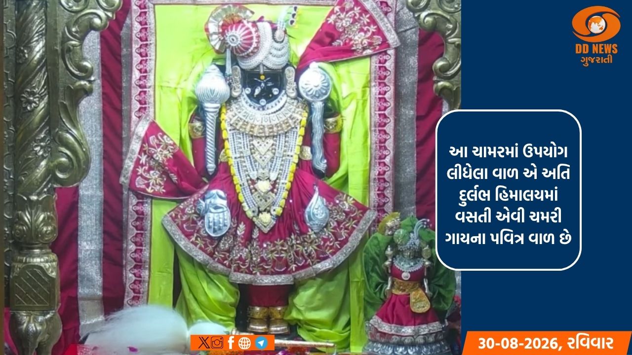 દ્વારકા જગત મંદિરે આજે ભગવાન શ્રી દ્વારકાધીશ પ્રભુના ચરણોમાં સુવર્ણનું ચામર અર્પણ કરાયું