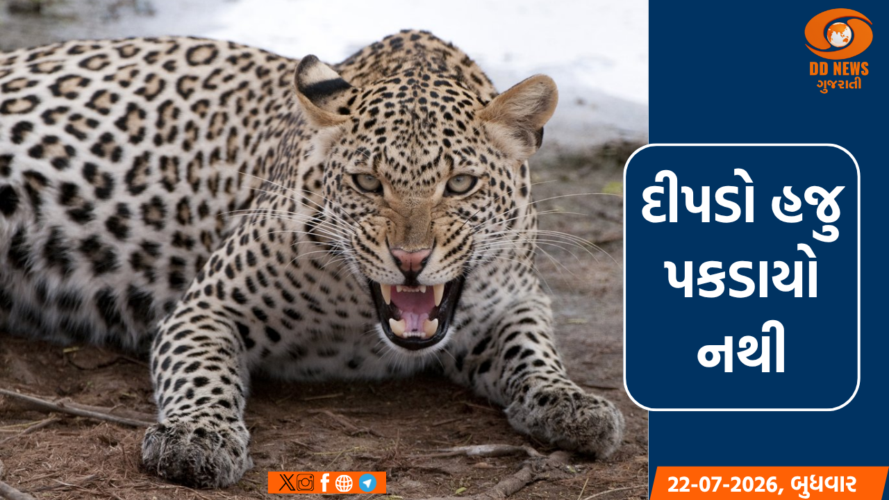 અમદાવાદમાં ફરતા દીપડા વિશે અફવા ન ફેલાવવા વન વિભાગની અપીલ