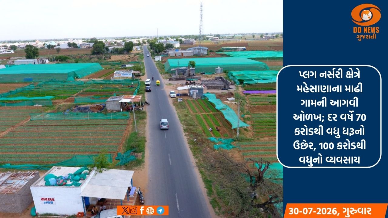 પ્લગ નર્સરી ક્ષેત્રે મહેસાણાના માઢી ગામની આગવી ઓળખ; દર વર્ષે 70 કરોડથી વધુ ધરૂનો ઉછેર, 100 કરોડથી વધુનો વ્યવસાય