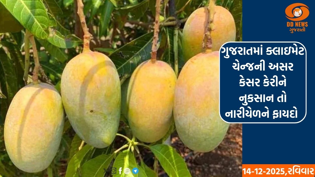 વરસાદ બાદ કેરીના ભાવ ગગડ્યા